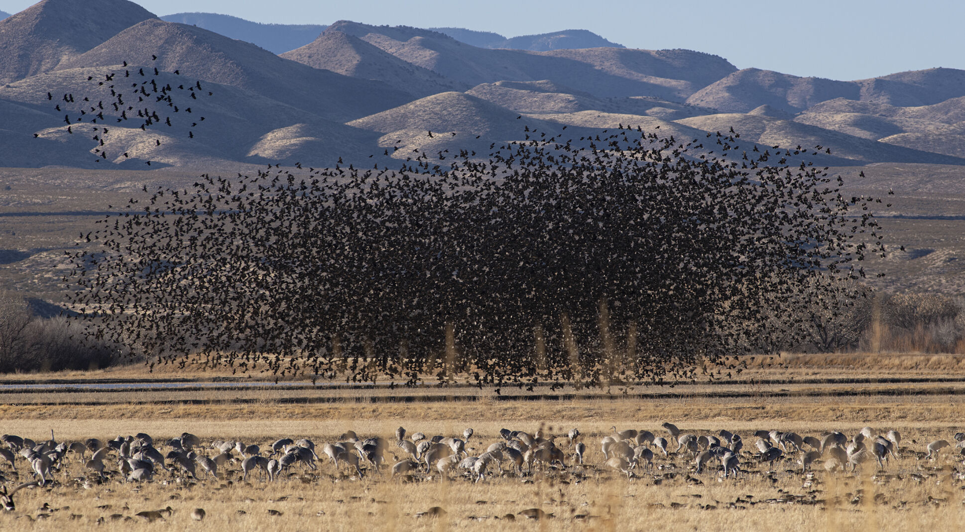 Murmuration of Blackbirds_RGB.jpg